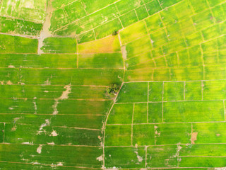 Aerial view. Pattern of paddy field in Asia region.