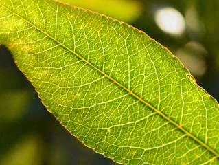 DETALLES DE LA NATURALEZA 