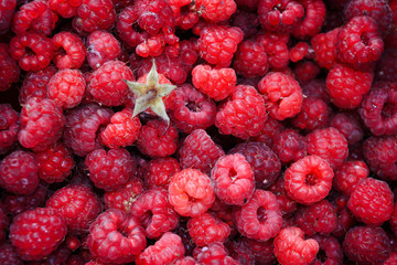 Ripe berries of wild forest raspberries close-up.