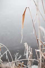 Beauty of nature. Leaf of reeds in hoarfrost