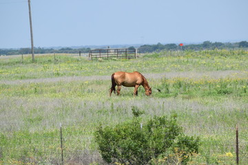 Fototapeta premium horse in field