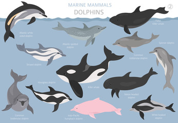 Dolphins set. Marine mammals collection. Cartoon flat style design
