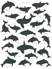 Dolphins silhouettes set. Marine mammals collection. Cartoon flat style design