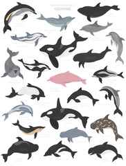 Obraz premium Dolphins set. Marine mammals collection. Cartoon flat style design