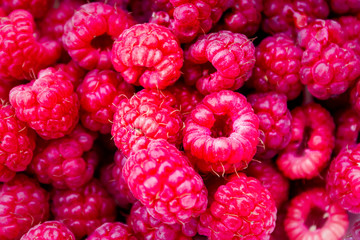 Ripe berries of wild forest raspberries close-up.