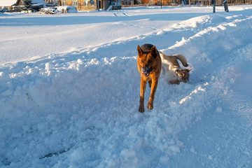 two dogs are fighting in the snow. Dogs play pretending to fight. One of the dogs is running away