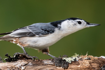 Profile of a White-Breasted Nuthatch Perched on a Weathered Tree Branch