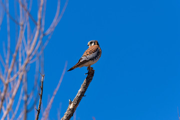 Winter Kestrel - A colorful Kestrel falcon perching on a bare tree branch, with its head turning towards back, on a bright sunny winter day. New Mexico, USA.