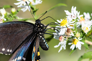 Spicebush Swallowtail Butterfly Sipping Nectar from the Accommodating Flower