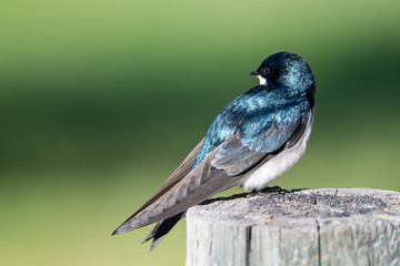 Tree Swallow Perched on an Old Weathered Wooden Fence Post