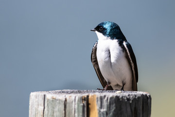Spunky Little Tree Swallow Perched atop a Weathered Wooden Post