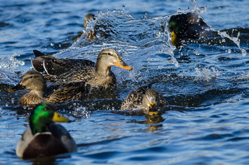 Splashing and High Activity in the Friendly Duck Pond