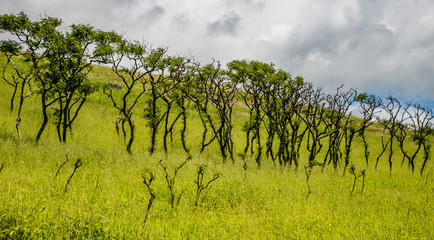 Dancing Trees