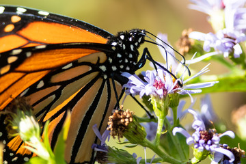 Monarch Butterfly Sipping Nectar from the Accommodating Flower