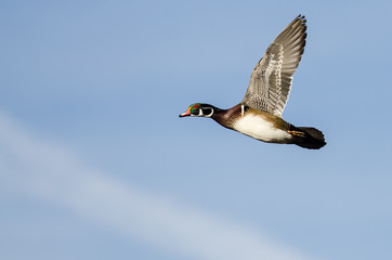 Wood Duck Flying in a Blue Sky