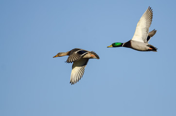 Obraz premium Pair of Mallard Ducks Flying in a Blue Sky