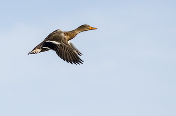 Mallard Duck Flying in a Blue Sky