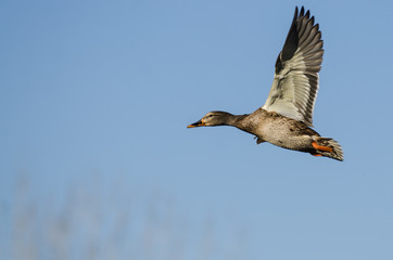 Mallard Duck Flying in a Blue Sky
