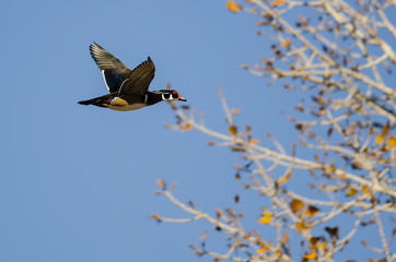 Wood Duck Flying Low Over the Autumn Trees