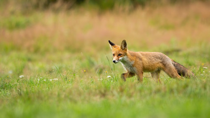 Wide banner of young red fox, vulpes vulpes, walking through a meadow with green grass in summer. Low angle side view of a lovely wild mammal with copy space.