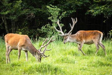 Naklejka na ściany i meble Two red deer stags, cervus elaphus, grazing and feeding on a glade in spring. Animal herd with males having antlers covered in velvet in nature. Wild mammals in natural environment.