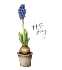 Watercolor Hello spring card with blue hyacinth. Hand painted flower pot with blue grape muscari with leaves isolated on white background. Floral illustration for design, print.