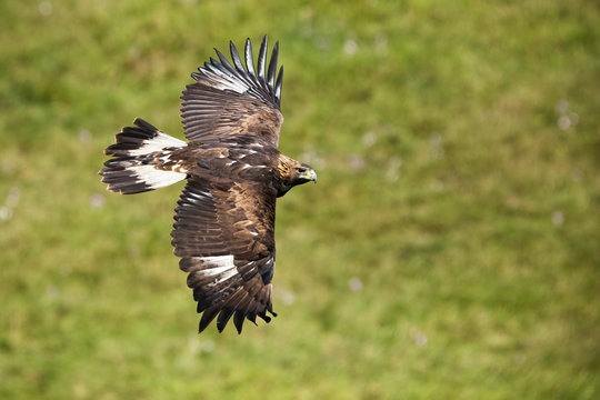 Golden eagle, aquila chrysaetos, flying with wings spread wide over meadow with green grass in background in summer. Wild bird of prey with brown feathers and powerful beak in the air with copy space