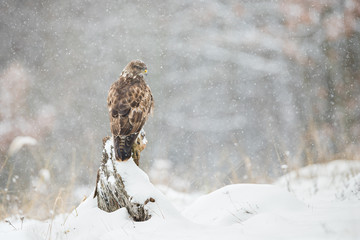 Common buzzard, buteo buteo, sitting on a tree stump with snow falling around in winter. Wild bird in nature with blurred background and space for copy