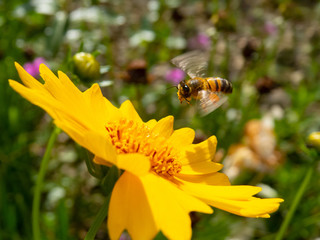 closeup worker bee flying over yellow flower in beautiful garden for pollination
