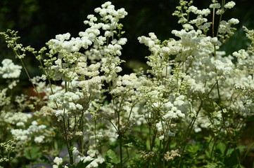 Closeup filipendula ulmaria - very ornamental plant with blurred background in damp meadow
