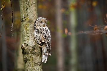 Wild ural owl, strix uralensis, observing from a tree in forest with copy space in Slovak national park in Europe. Raptor with grey feathers and yellow beak in nature.