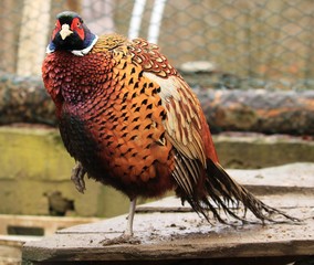 pheasant 