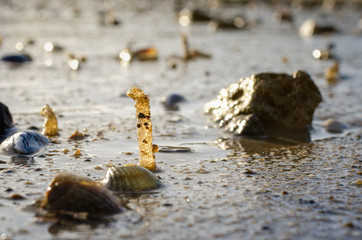 Bäumchenröhrenwurm bei Ebbe im Watt