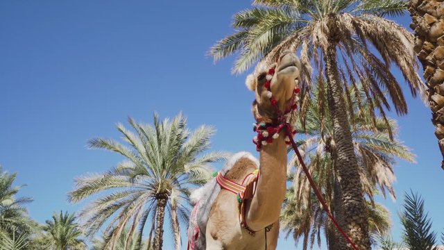Camel in Old Fortress in Historical Nizwa City, Oman