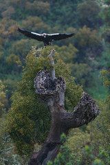Spanish imperial eagle,  Iberian imperial eagle, Spanish eagle, or Adalbert's eagle (Aquila adalberti)