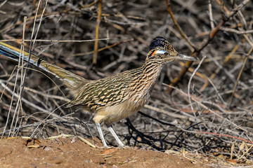 Roadrunner - A close-up view of a Greater Roadrunner bird standing inside of a bunch of roadside bushes. New Mexico, USA.