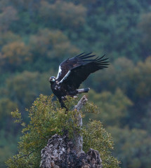 Spanish imperial eagle,  Iberian imperial eagle, Spanish eagle, or Adalbert's eagle (Aquila adalberti)