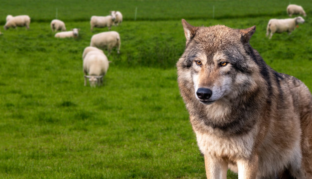 Wolf vor einer Schafherde