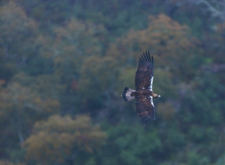 Spanish imperial eagle,  Iberian imperial eagle, Spanish eagle, or Adalbert's eagle (Aquila adalberti)