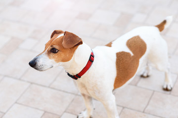 Close-up of a young purebred Jack Russell Terrier dog looking side standing on the white background. Overhead view.