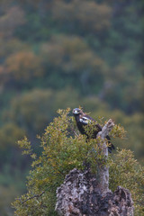 Spanish imperial eagle,  Iberian imperial eagle, Spanish eagle, or Adalbert's eagle (Aquila adalberti)