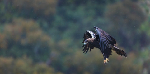 Spanish imperial eagle,  Iberian imperial eagle, Spanish eagle, or Adalbert's eagle (Aquila adalberti)