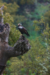Spanish imperial eagle,  Iberian imperial eagle, Spanish eagle, or Adalbert's eagle (Aquila adalberti)