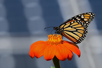 Monarch butterfly on Tithonia diversifolia or Mexican sunflower with solar panels in background. It is a milkweed butterfly in the family Nymphalidae and is threatened by habitat loss in the USA. 