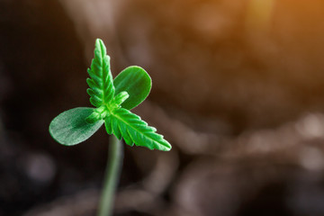 A small plant of cannabis seedlings at the stage of vegetation planted in the ground in the sun, eceptions of cultivation in an indoor marijuana for medical purposes, marijuana flower from seed