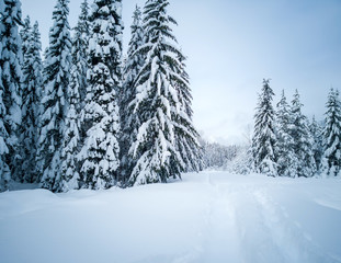 Snow covered frozen beautiful Gold Creek Pond with snow covered trees and trail during the winter in the Alpine Lakes Wilderness in Kittitas county Washington State