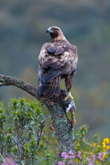 Golden eagle - Aguila real (Aquila chrysaetos)