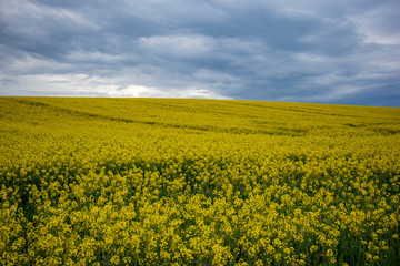 Fototapeta premium Scenery yellow oilseed rape field with trails from agricultural machinery under dramatic stormy sky, high contrast spring landscape from the country rural part of Southern Bulgaria