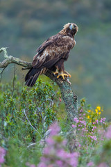 Golden eagle - Aguila real (Aquila chrysaetos)