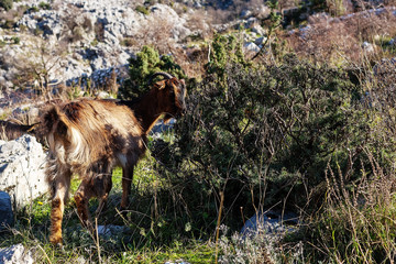 Red mountain goat in the mountains of Montenegro